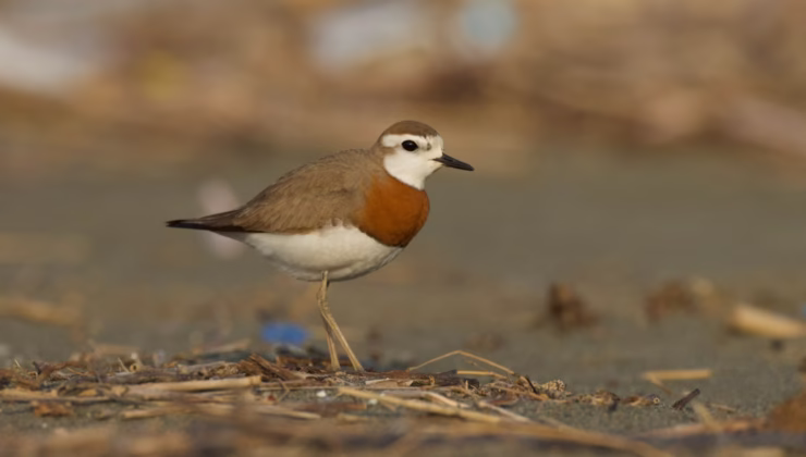 MİLLEYHA ‘SİT ALANI’ İLAN EDİLDİ