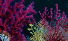 “DENİZLERİN ORMANI MERCANLARI YENİDEN YAŞAMLA BULUŞTURUYORUZ”